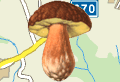 Nechoďte na houby zbytečně - zkuste MykoMapu